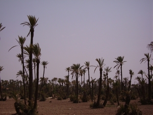 8 Marrakech  omgeving palmbomen
