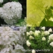 Hydrangea paniculata 'Grandiflora' collage3