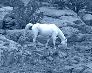 Wild paard in Canyon de chelly