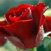 rode roos met douw