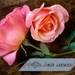 roze rozen mijn beste wensen !!!