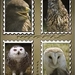 vier -uilen in postzegels