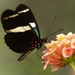 Zwarte vlinder op bloem