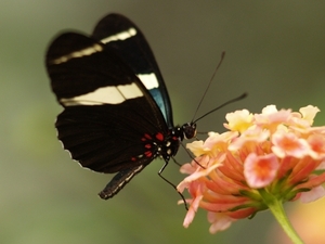 Zwarte vlinder op bloem