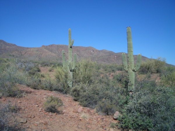 Reuze Saguaro cactusen