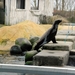 102  Eindejaar 2012 in Oostende - Blankenberge Sea Life