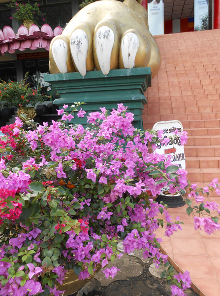 Bougainvillea