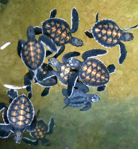 schildpadden