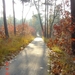 herfst fietspad Rucphense bossen vol kleur en zon