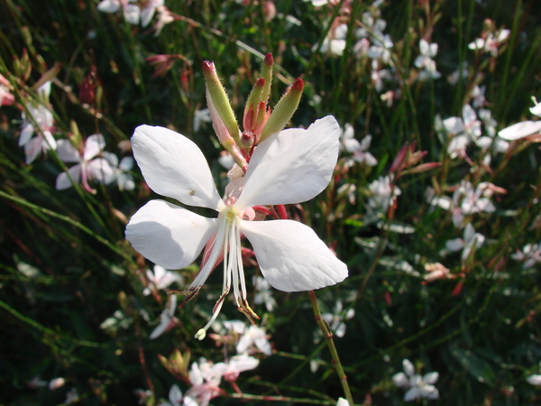 gaura