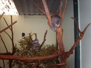 1a Sydney  _omg_dierentuin IMAG2435