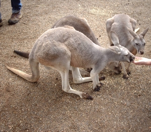 1a Sydney  _omg_dierentuin IMAG2442