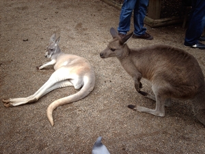 1a Sydney  _omg_dierentuin IMAG2445