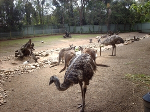 1a Sydney  _omg_dierentuin IMAG2472