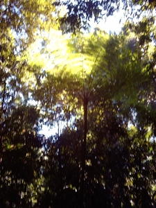 7a Cairns _omg_tropisch regenwoud  IMAG2811