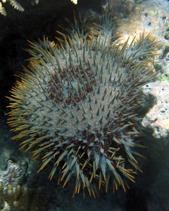 7b Great Barrier Reef  _Crown-of-thorns starfish
