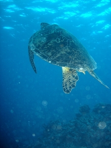 7b Great Barrier Reef  _Green sea turtle