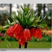 floralia DSC_0616 (2)