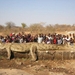 reuze krokodil uit Tanganyika meer , streek rond Uvira ( RDC )