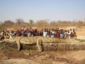 reuze krokodil uit Tanganyika meer , streek rond Uvira ( RDC )