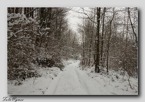 een bosje tegen de deur wandeling naar Everbeek boven in de sneeu