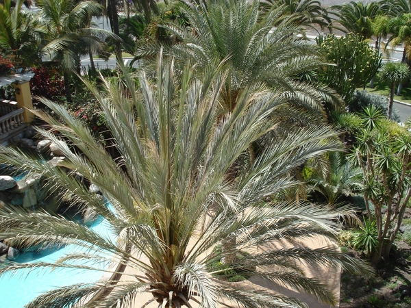 palm oases 2012 014