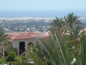 palm oases 2012 021