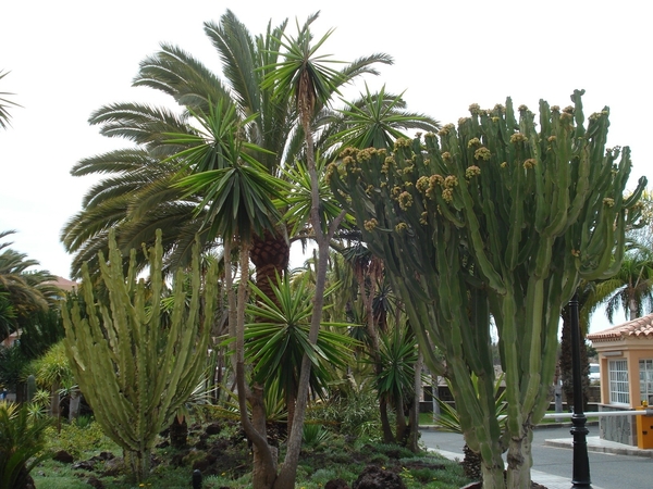 palm oases 2012 050
