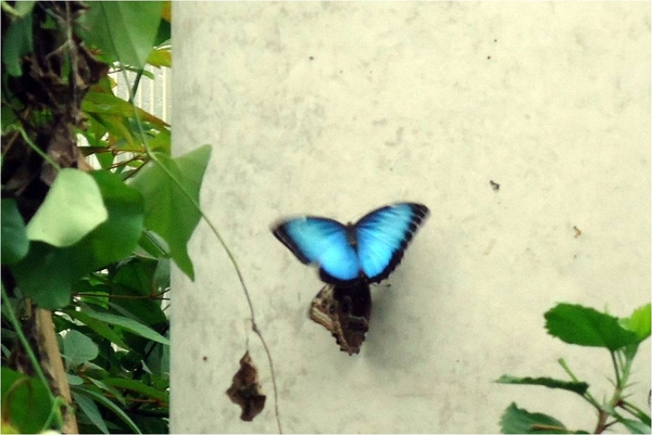 Een vlinder