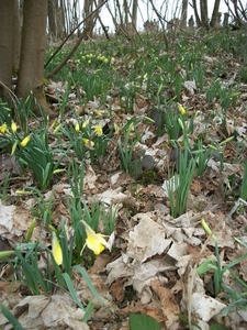 15-Bois de Logneroeul met narcissen in volle bloei..