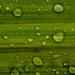 Waterdruppels op een blad