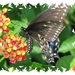 vlinders 01 (Medium)