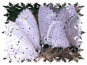 vlinders 03 (Medium)