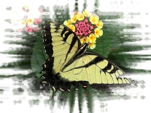 vlinders 04 (Medium)