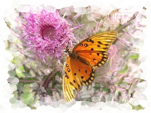 vlinders 06 (Medium)