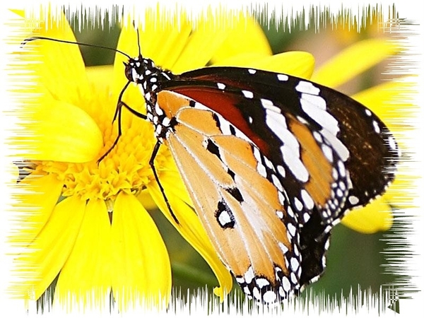 vlinders 11 (Medium)