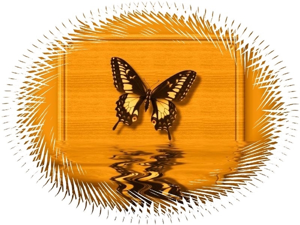 vlinders 12 (Medium)