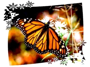 vlinders 13 (Medium)