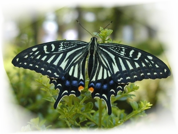 vlinders 14 (Medium)