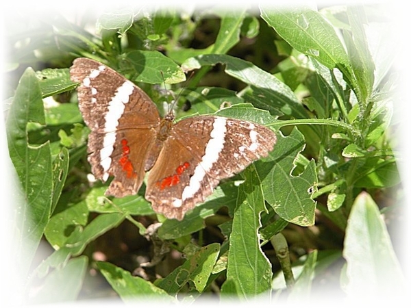vlinders 15 (Medium)
