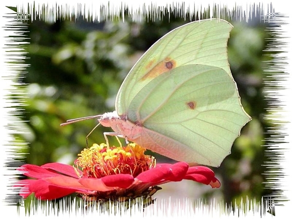vlinders 17 (Medium)