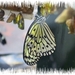 vlinders 19 (Medium)