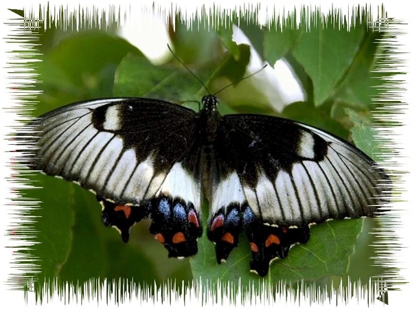 vlinders 22 (Medium)
