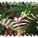 vlinders 23 (Medium)