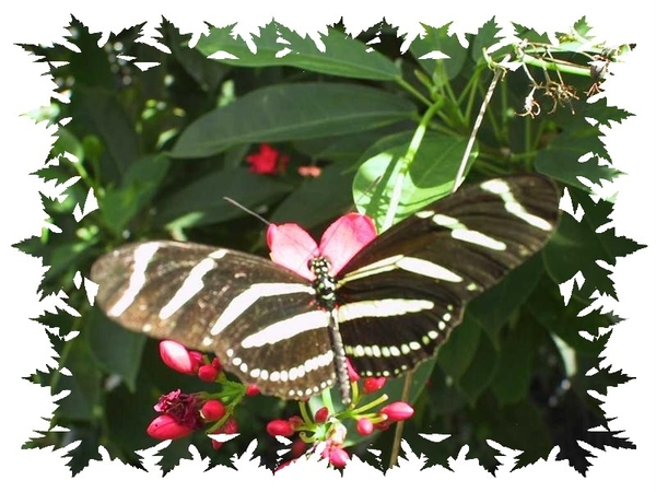 vlinders 23 (Medium)
