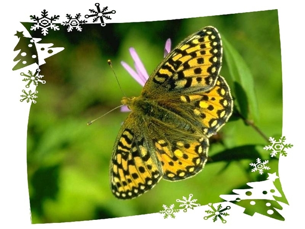 vlinders 25 (Medium)