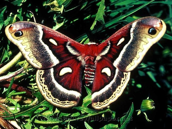 vlinders 26 (Medium)