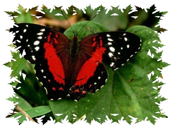 vlinders 28 (Medium)