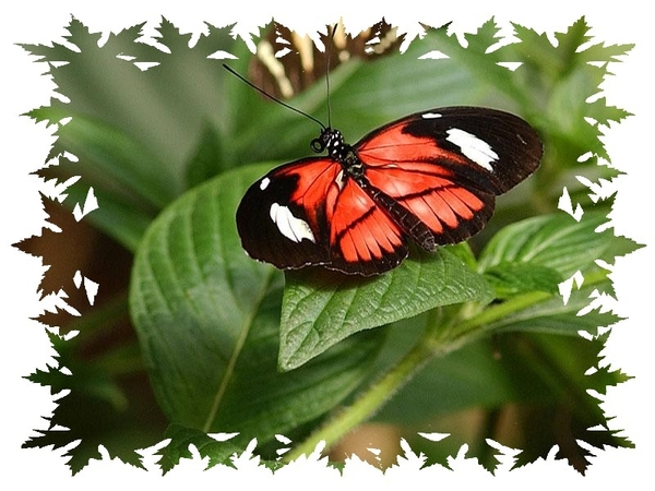 vlinders 30 (Medium)