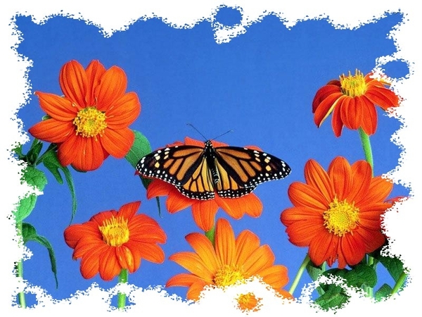 vlinders 31 (Medium)